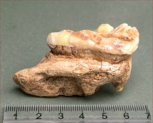 Nice-quality fossil cave bear tooth.