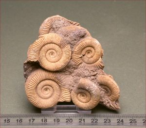 Interesting ammonite death bed from Germany.