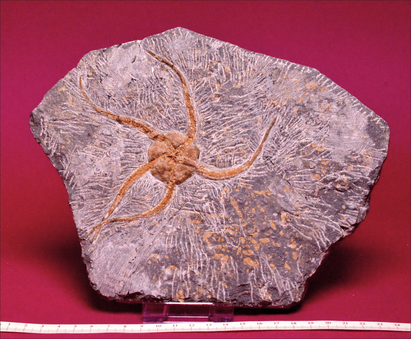 Original fossil Brittle Star (starfish) in Matrix. 470 million years old.