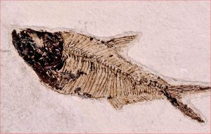Excellent large Diplomystus fossil fish