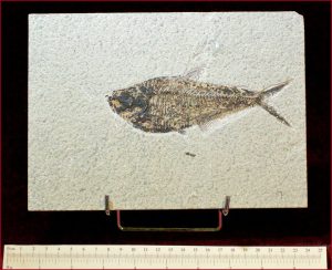 Good-sized Diplomystus fossil fish. Circa 48 m.y.o. Green River formation.